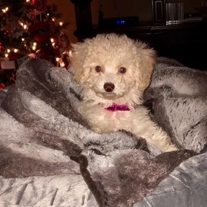 Meet your Posher, Terri